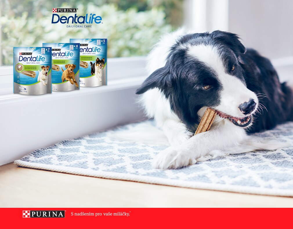 Zaregistrujte se a získejte dárkový balíček Purina® DentaLife®