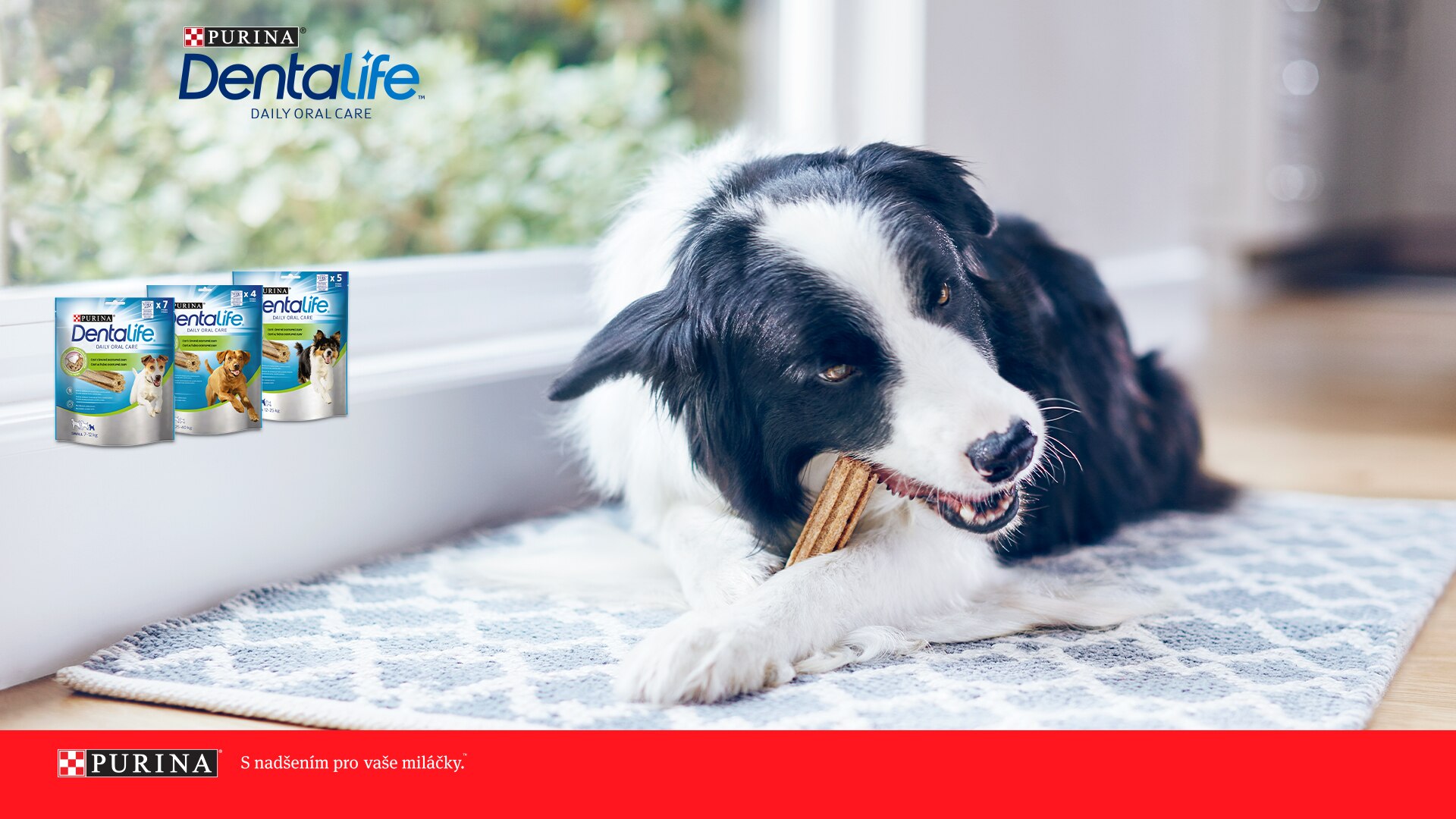 Zaregistrujte se a získejte dárkový balíček Purina® DentaLife®